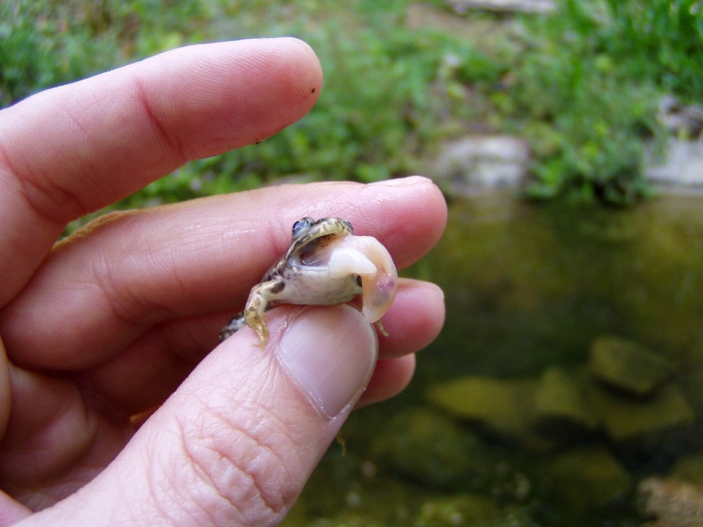 Le solite ... rane verdi - Pelophylax sp. (prov. Ferrara)